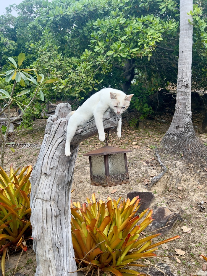 Ответ tfktyf в «Моя лучшая фотография кота»