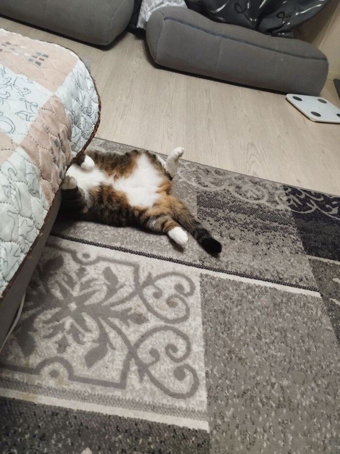 Ответ на пост «Моя лучшая фотография кота»