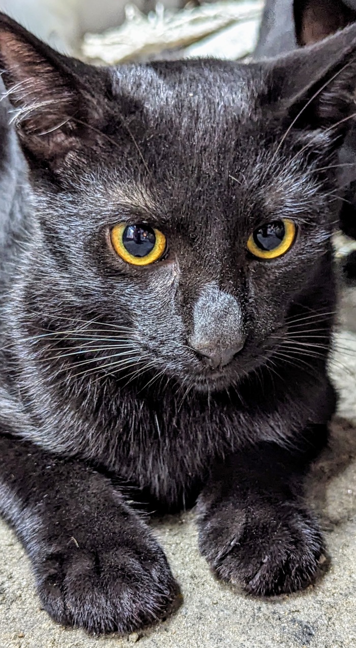 Ответ на пост «Моя лучшая фотография кота»