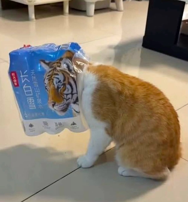 Подовляй, властвой, унежай. Буть уверин ф сибе.