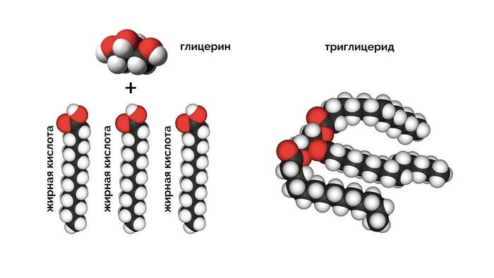 Что такое молоко? (Часть 2)