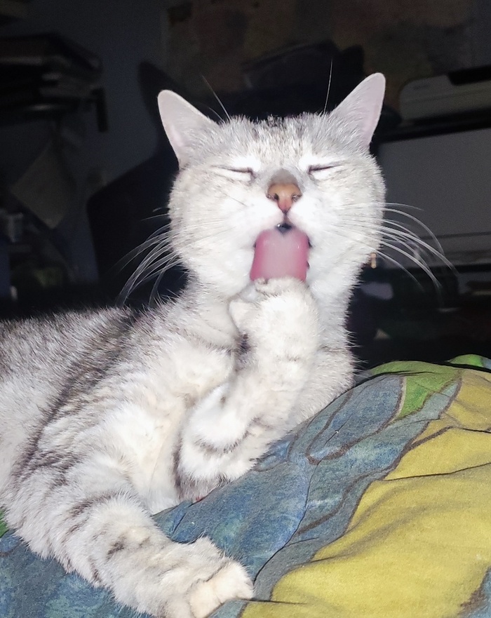 Ответ на пост «Моя лучшая фотография кота»