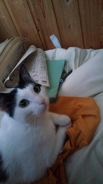 Лучшее фото моей кошки