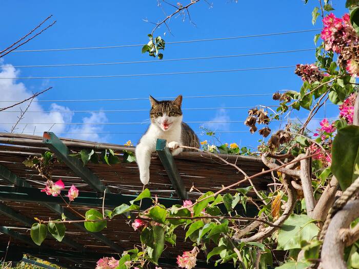 На навесе видимо очень весело, она там не одна тусила.