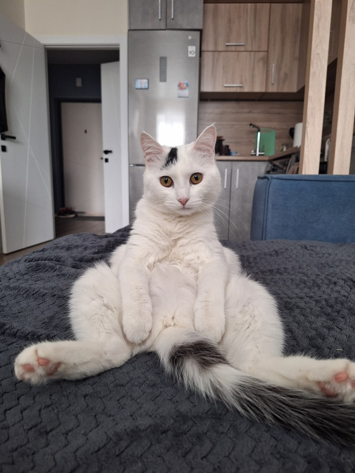 Ответ на пост «Моя лучшая фотография кота»