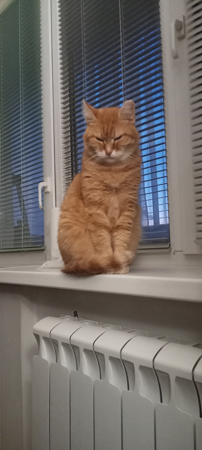 Ответ на пост «Моя лучшая фотография кота»