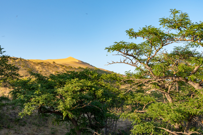 Бархан Сарыкум