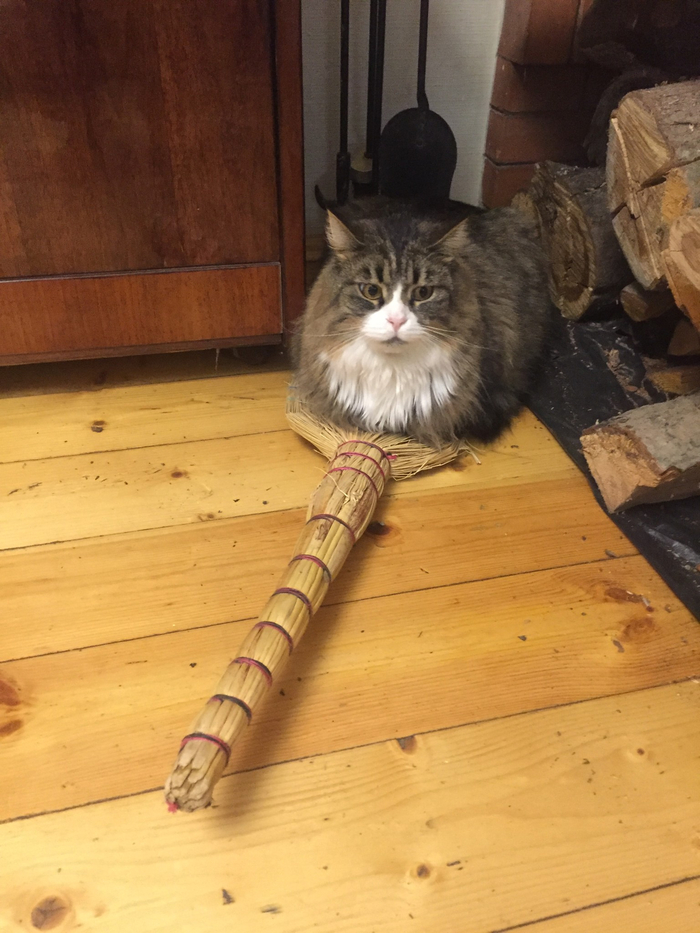 Ответ на пост «Моя лучшая фотография кота»