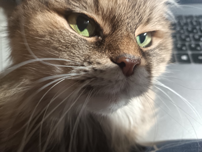 Ответ на пост «Моя лучшая фотография кота»