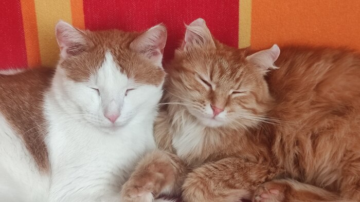 Тоже попробую. Мои коты