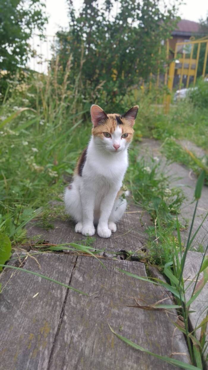 Ответ Zarim в «Моя лучшая фотография кота»