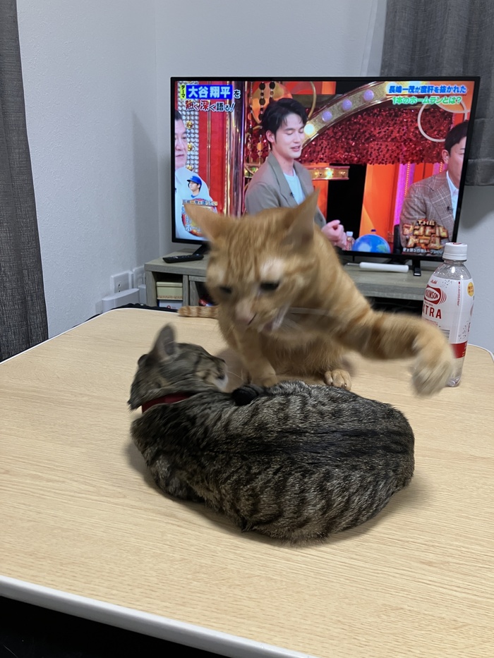 <!--noindex--><a href="https://pikabu.ru/story/_v_mire_nablyudaetsya_slozhnaya_mezhdukotovaya_obstanovka_13499973?u=https%3A%2F%2Fx.com%2Fi%2Fstatus%2F2000168482973909497&t=https%3A%2F%2Fx.com%2Fi%2Fstatus%2F2000168482973909497&h=0b0ba7f3aedeaab6d19f275a38ef6a24a88fdc68" title="https://x.com/i/status/2000168482973909497" target="_blank" rel="nofollow noopener">https://x.com/i/status/2000168482973909497</a><!--/noindex-->