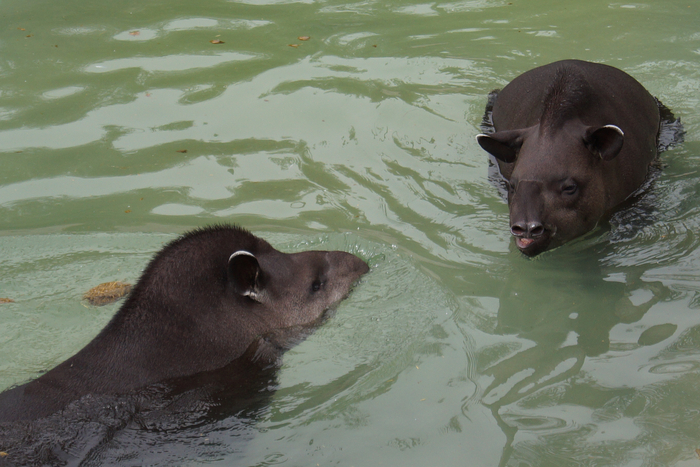 — Дорогая, не кипятись! Чего ты обижаешься? — Видела я, как ты на Светку из соседней лужи смотрел. Постыдился бы хоть!