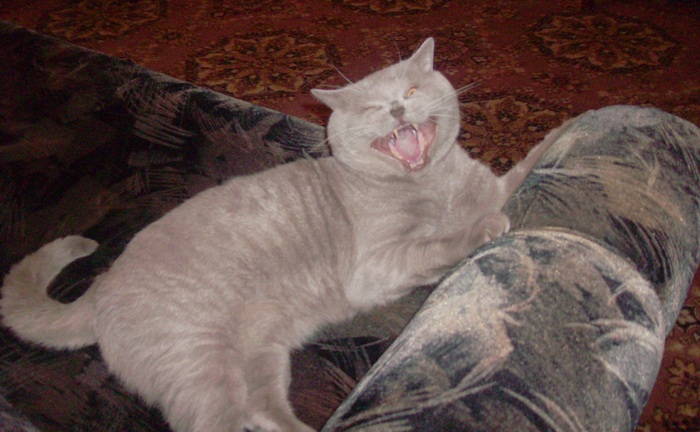 ����� �� ���� ���� ������ ���������� ����