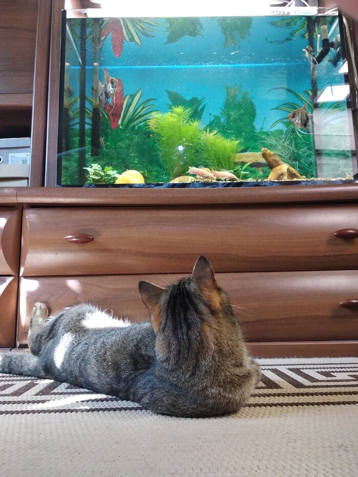 Ответ на пост «Моя лучшая фотография кота»