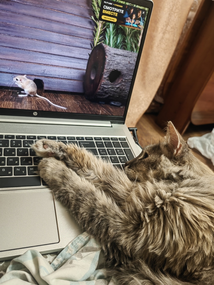 Ответ на пост «Моя лучшая фотография кота»