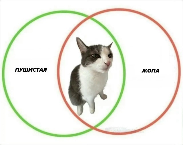 Ответ на пост «Моя лучшая фотография кота»