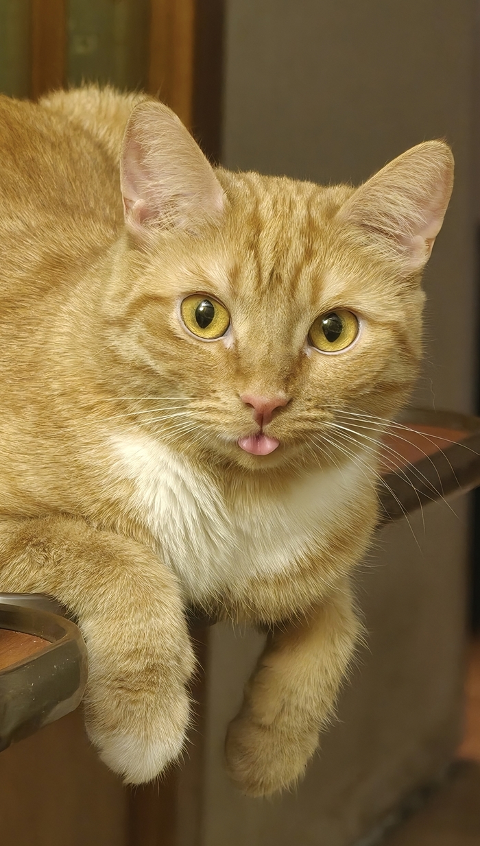 Ответ на пост «Моя лучшая фотография кота»