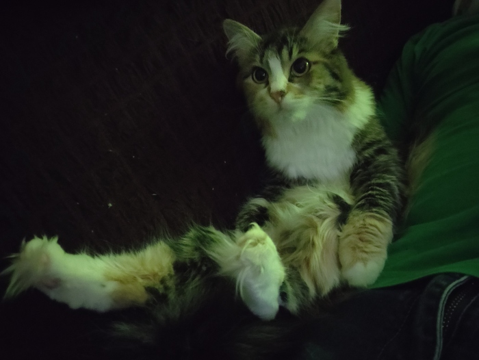 Ответ на пост «Моя лучшая фотография кота»