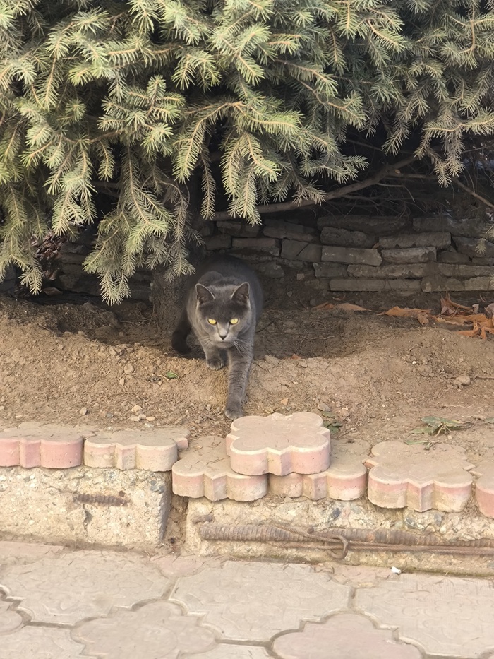 Ответ на пост «Моя лучшая фотография кота»