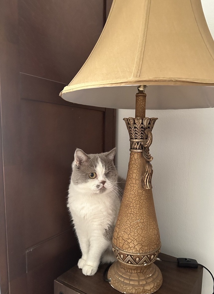 Моя лучшая фотография кота