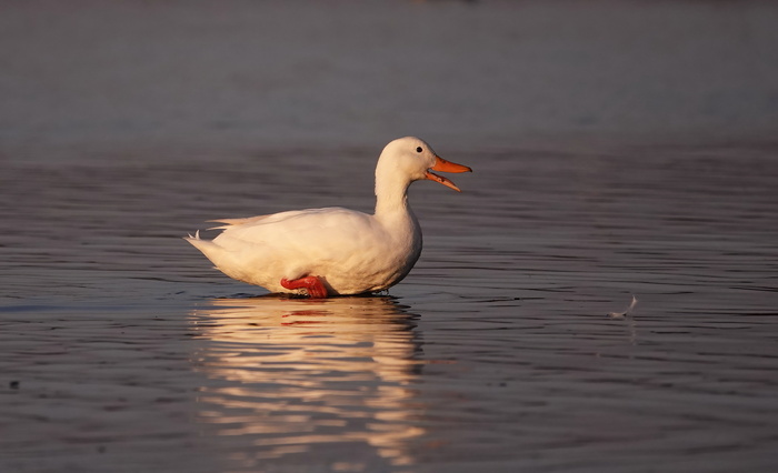 Вот меня всегда удивляет чистоплостность животных - живут в антисанитарных условиях, без мыла и чистящих средств умудряются сохранять себя в белоснежности.
