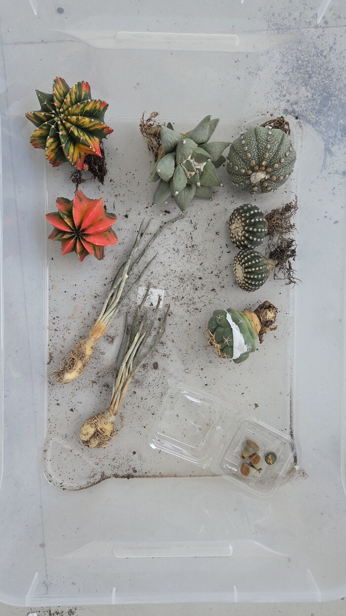 ���������� ���� �� ��������