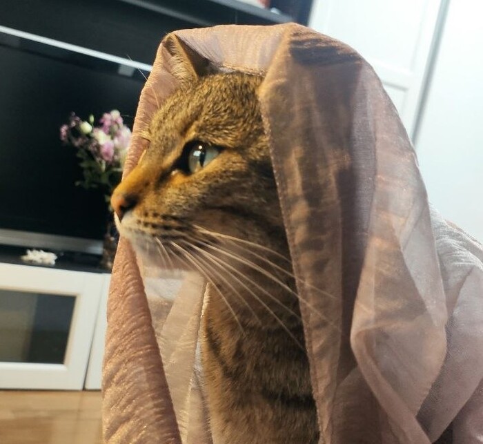 Ответ на пост «Моя лучшая фотография кота»