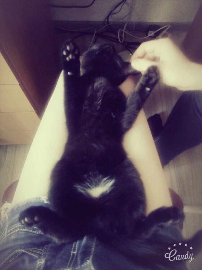 А это он в младенчестве. Пузо чесать обожает, только на коленях уже так не помещается давно.