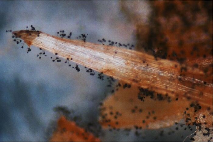 Черная плесень. Домашний тлен и токсины. Как ее победить?