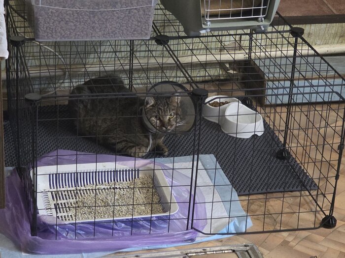 Отдам кошку