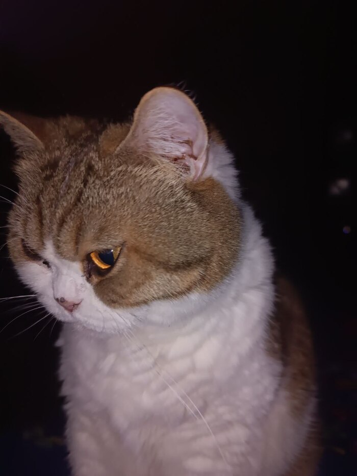 Лучшее фото кошечки