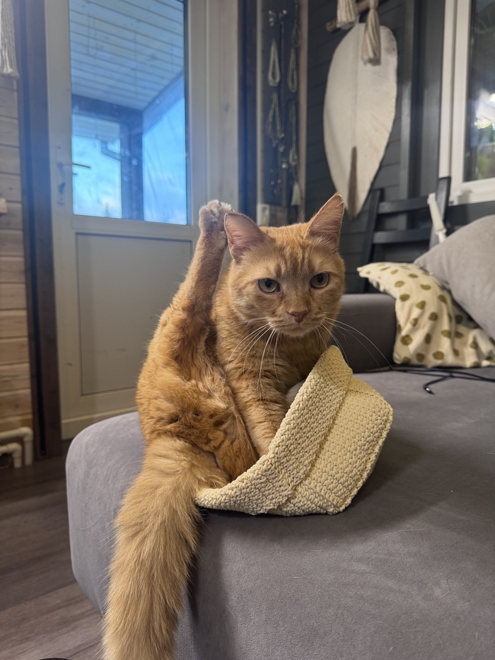 Кто кот пикабушника-поднимите лапу!