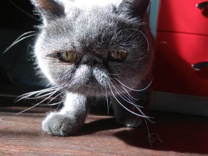 Ответ на пост «Моя лучшая фотография кота»