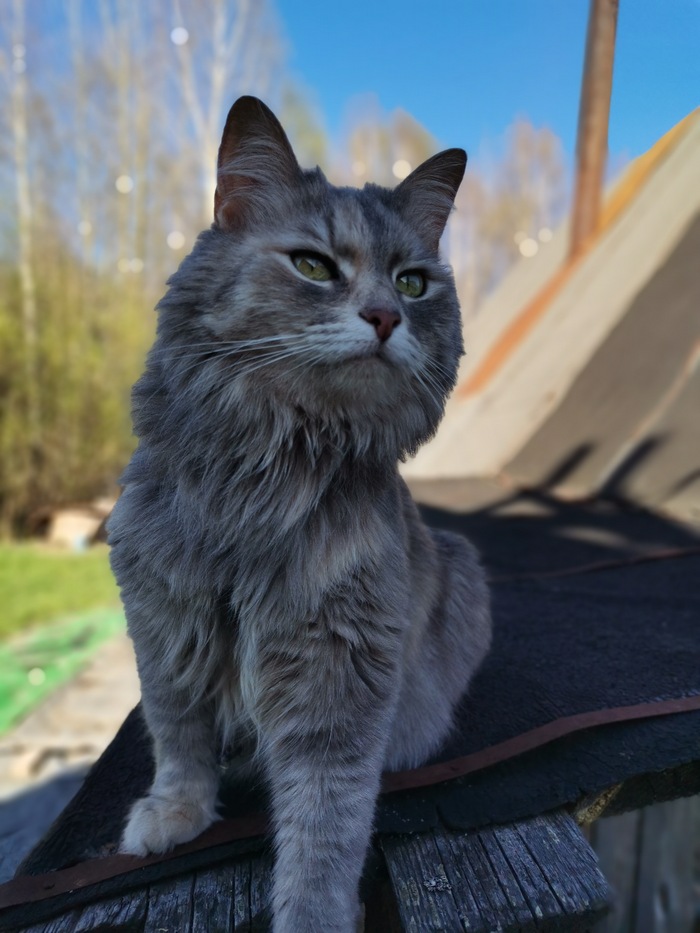 Ответ на пост «Моя лучшая фотография кота»