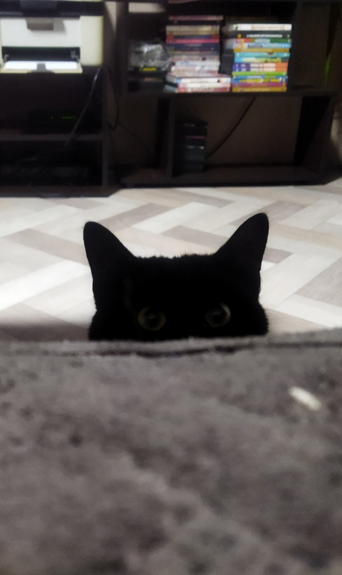 На волне "Моя лучшая фотография кота"