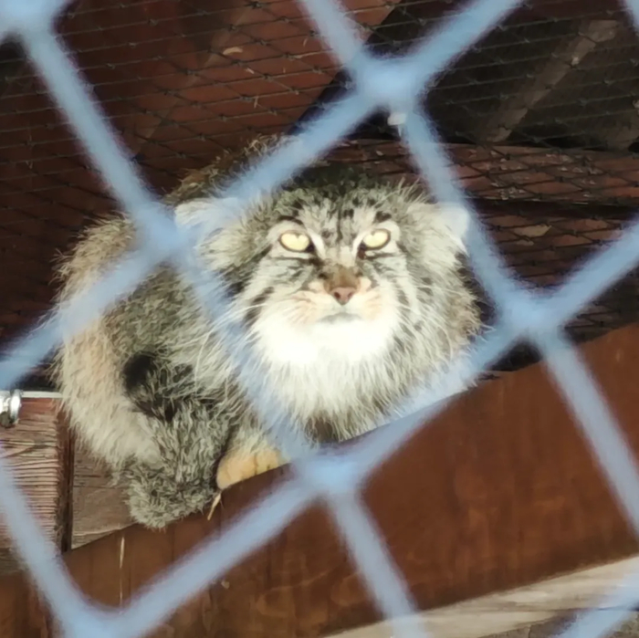 ����� ���� �������� �����