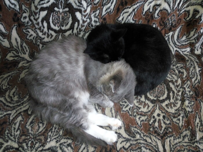 ����� �� ���� ���� ������ ���������� ����