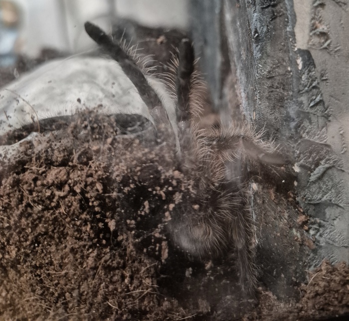 Эта "пушистая кучка"- Олег. Паук-птицеед. Он не слишком любит компанию и лишь изредка радует нас своей персоной.