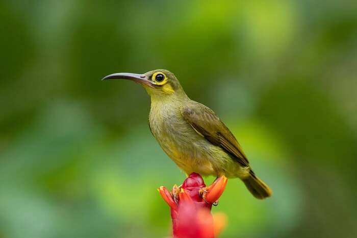 Большая желтощёкая нектарница-пауколовка на этлингере высокой