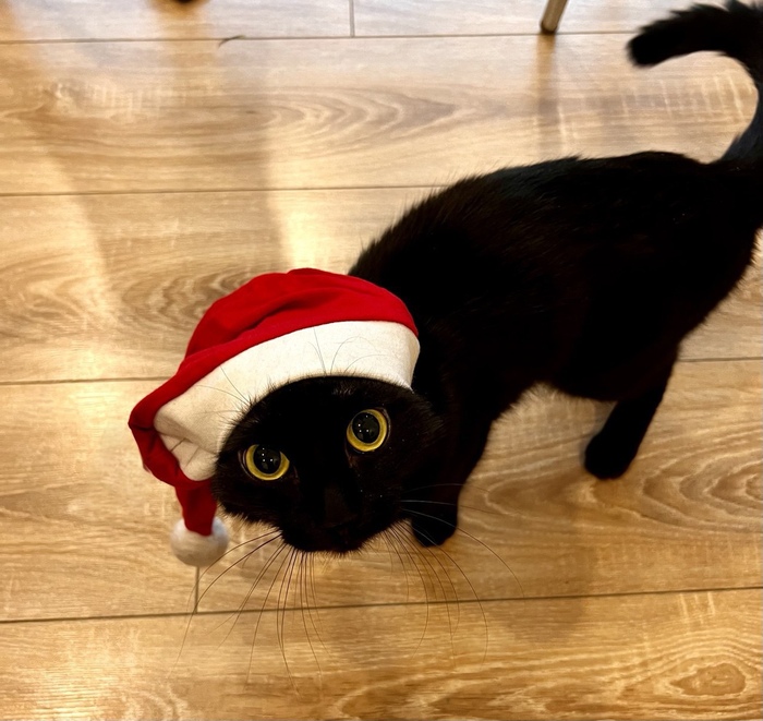 Ответ на пост «Моя лучшая фотография кота»