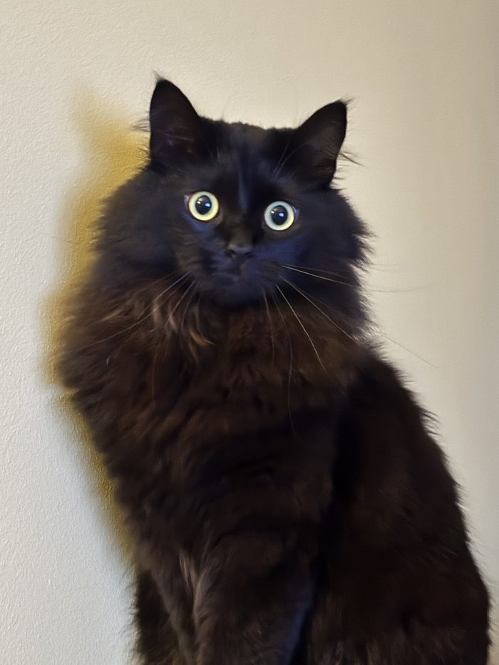 Кота зовут Дийкстра, или просто Дийкс. Полтора года. Смесь сибирского и куна.