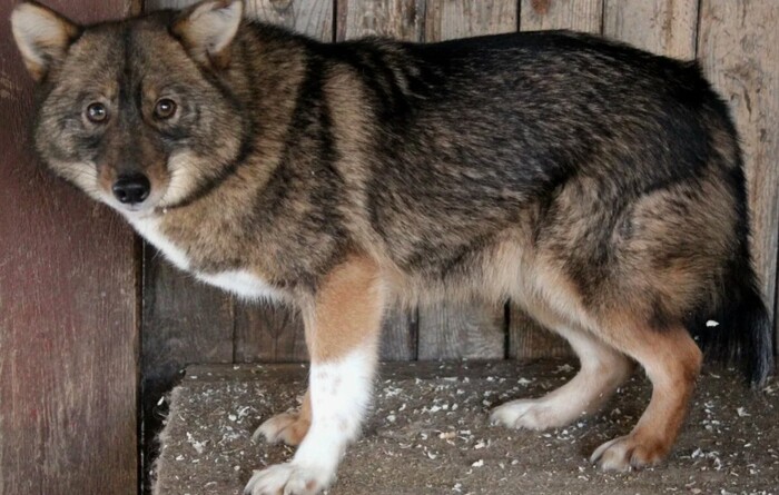 Здратути я Шабака