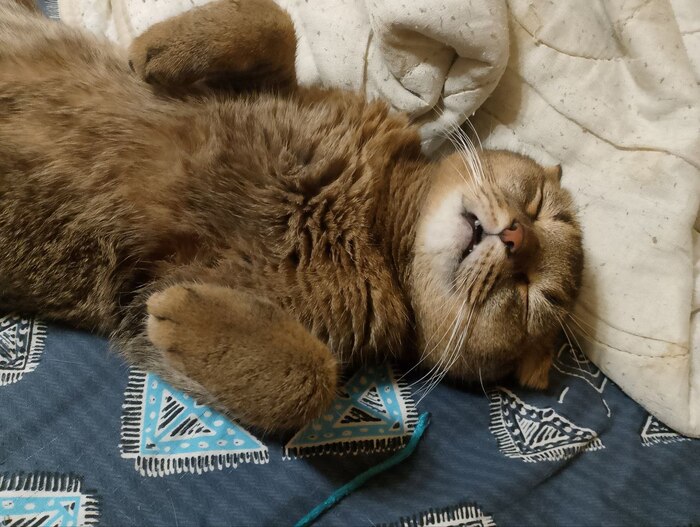 Поделюсь и своим котофеем