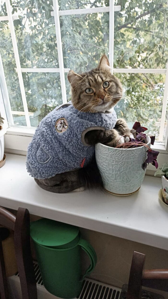 Моя лучшая фотография кота))