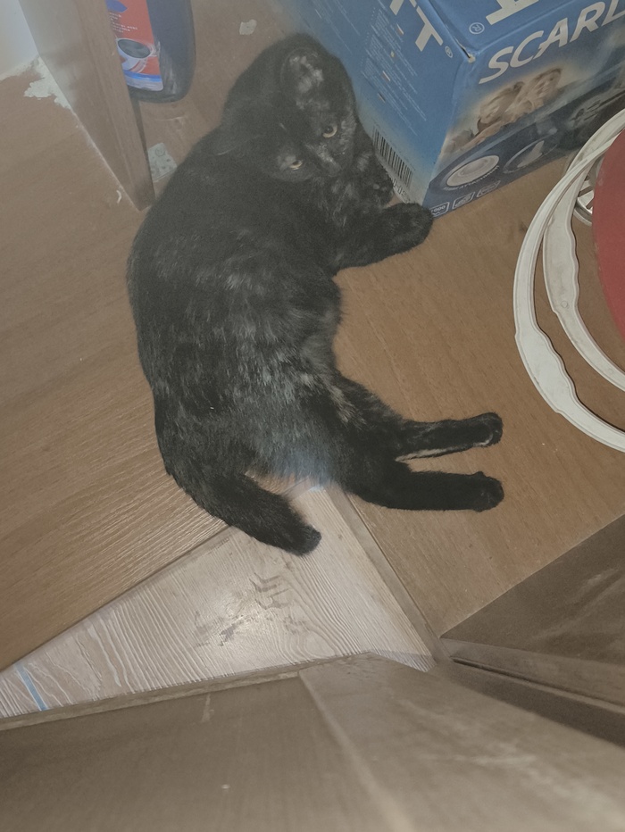 ���� ���� �����, �����������