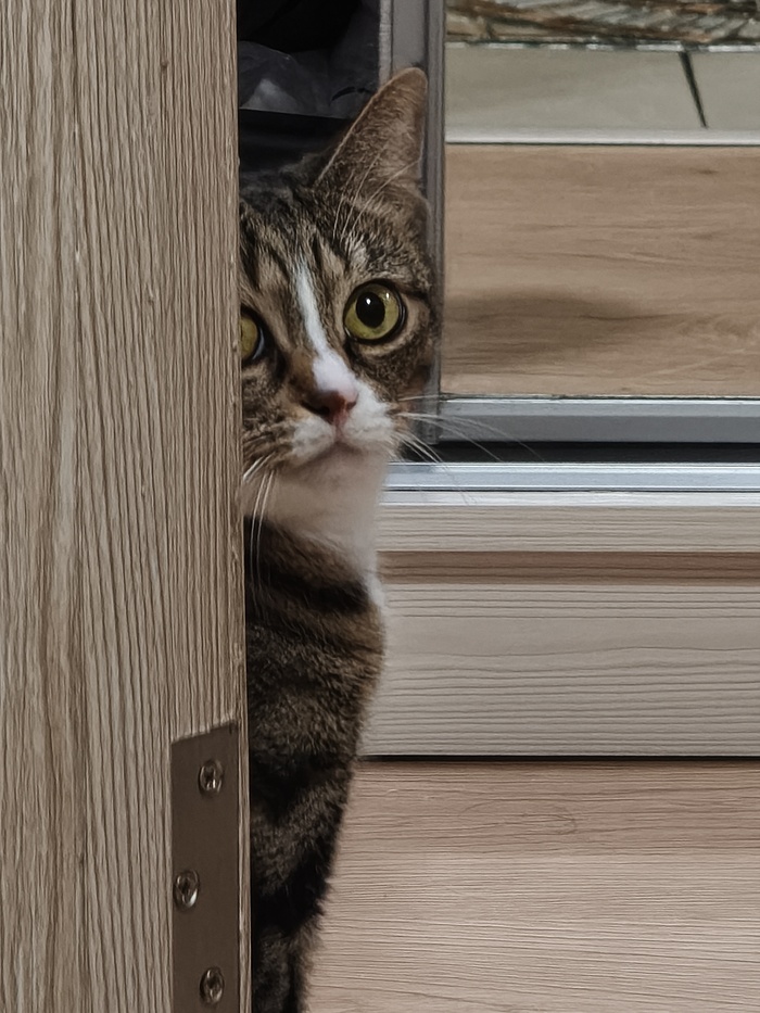 Ответ на пост «Моя лучшая фотография кота»