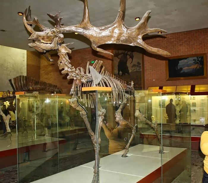 Большерогий олень