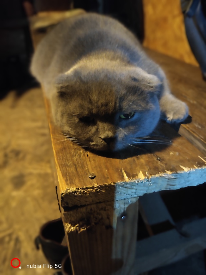 Мама коша прилегла погреться