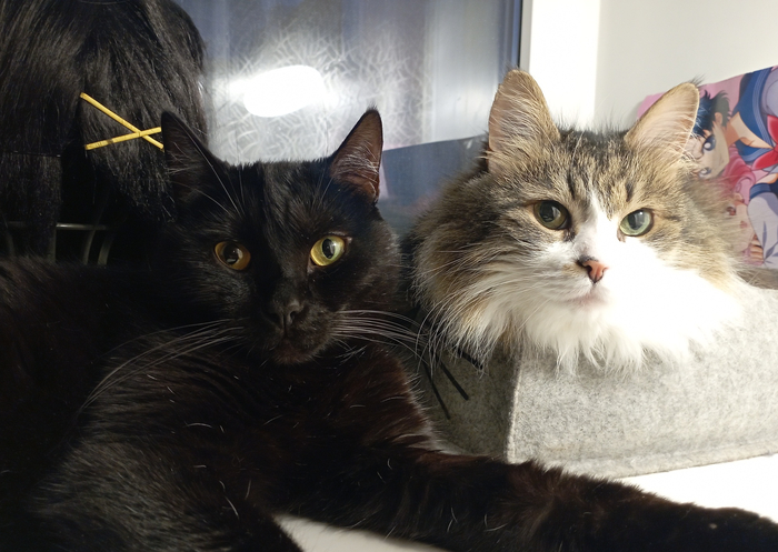 Мои две славяно-индуистские морды Мимосрал и Дивандрал. В миру - Пиксель и Джойстик. =)